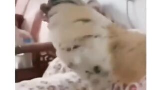 Aksi lucu ayam