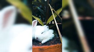 Funny cute rabbit