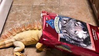 Iguana yang memakan makanan anjing