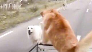 Funny dogs video