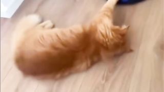 Funniest cats????In The World???? Funny and Fails Pets Video