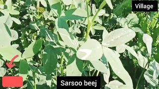 Sarsoo beej