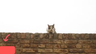 Desi cat