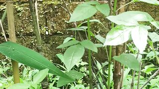 Best Bamboo Fishing Rod From Indonesia - Bamboo Rod