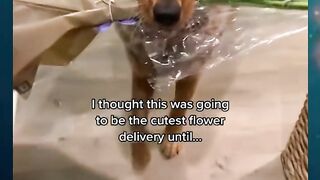 Waoo Cute Dogs give Roses to Her Owner....What an Owsem Seen