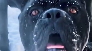 unique dogs