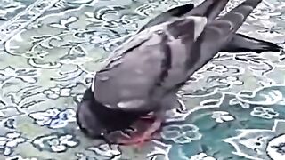 Wow pigeon ???? in sajda