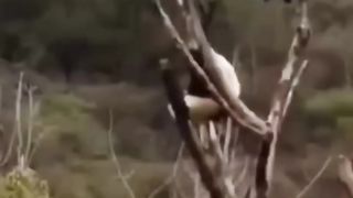 funniest animal videos | try not to laugh