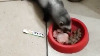 FUNNY ANIMALS TIKTOK COMPILATION #2