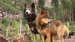 Funny dogs