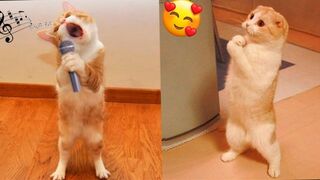 Смешные животные собаки, коты 2023