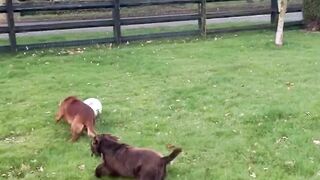 Messi comme chien