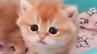 Cute cats and kittens