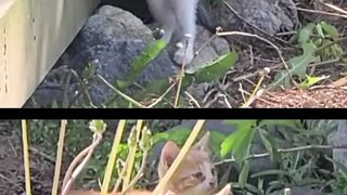 Cute Kittens -007
