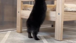 Cute Rabbit