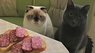 Смешные животные собаки,коты 2023