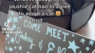 Cats Video