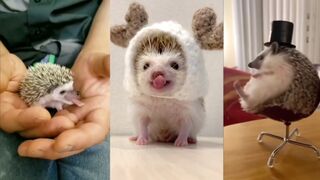 Cute and Funny ???? Moments with Hedgehogs ???? Compilation ???? Милые и Смешные ???? Моменты с Ежами
