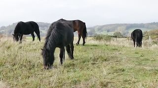 beautiful horse ????