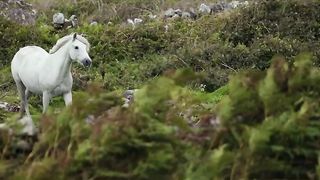 female horse