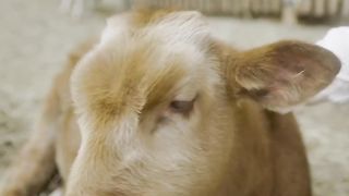 beautiful cow ???? baby
