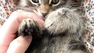 cute ???? cat