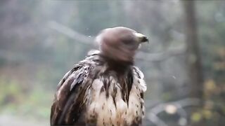 Eagles ????