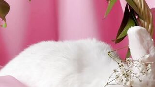 Cute Rabbit
