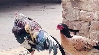 Aseel Murga