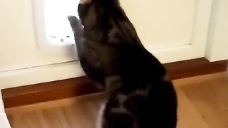 My cat has its own unique technique to open the cat door