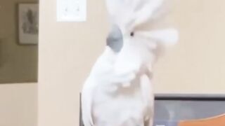 Funny videos