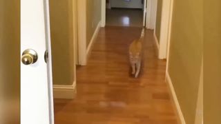 Animals 2023  FunFunniestniest Cats and Dogs!