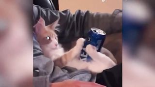 funny animals moments 2023