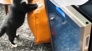 Tick-Tock Cat: L'obsession hilarante avec une horloge"