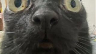 Cats fail compilation lol ????