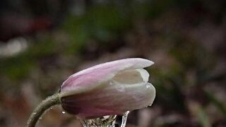 Beautiful flowers