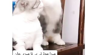 Funny cat must watch