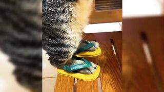 funny cat videos | funny cat videos shorts | funny animals