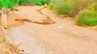 Best videos