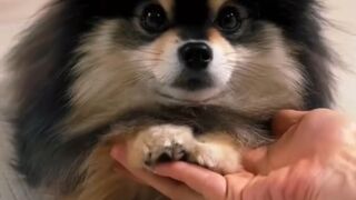 More cute animals for when you are stressed