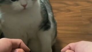 More cute animals for when you are stressed