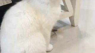 White cute Cat