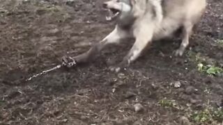 Forest wolf catch by kanta