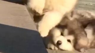 More cute animals for when you are stressed
