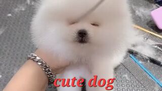 More cute animals for when you are stressed