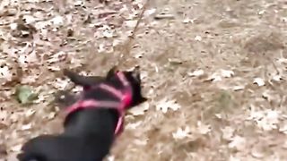 Funny animals compilation videos