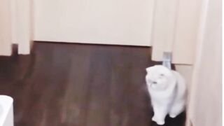 Naughty Cat playing