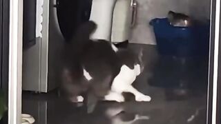 Try not to laugh_ Funny animal fail moments