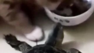 Funny animals compilation videos