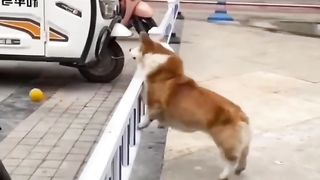 Best funniest cats and dogs video clips compilation